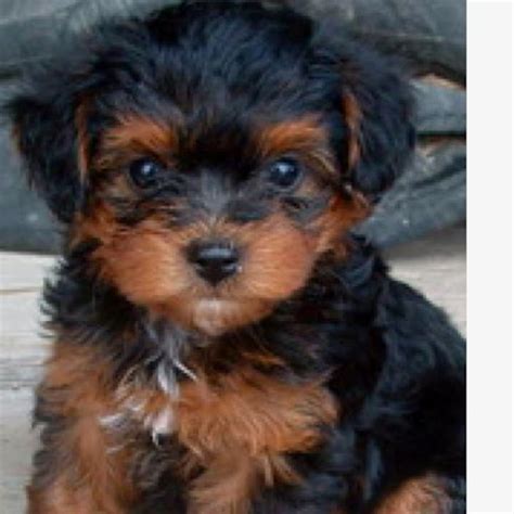 Full grown black and tan yorkie poo - Maltipoo Yorkie puppies are born in litters of 3-6 puppies and grow to reach their full adult size by 12 months of age; although they reach their full adult height a little earlier at 9-10 months, they continue to fill out until a year old. They also enter adolescence at about 6 months of old, reach sexual maturity by about 9 months, and full ...